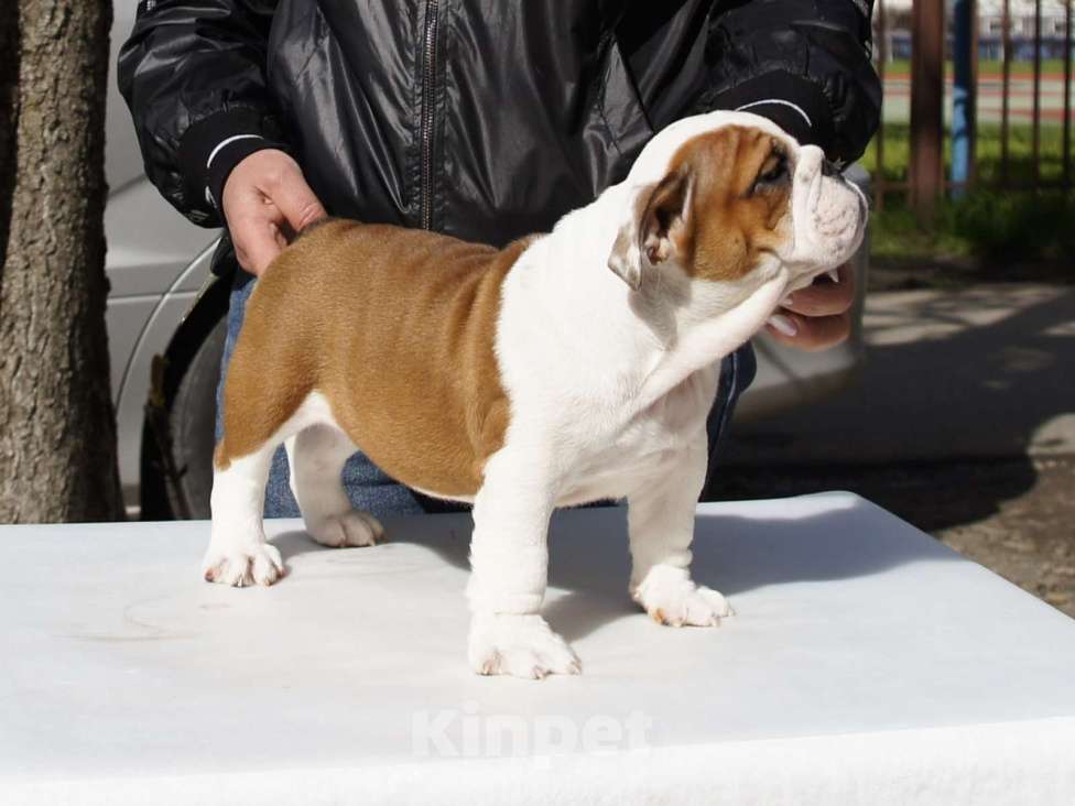 Собаки в Краснодаре: Английский бульдог, алиментная девочка Девочка, 100 000 руб. - фото 4
