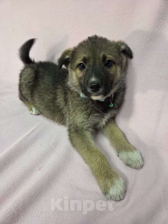 Собаки в Москве: Самая милая щенуля в мире Девочка, Бесплатно - фото 2