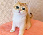 Кошки в Санкт-Петербурге: Шикарный британский котик Мальчик, 30 000 руб. - фото 2