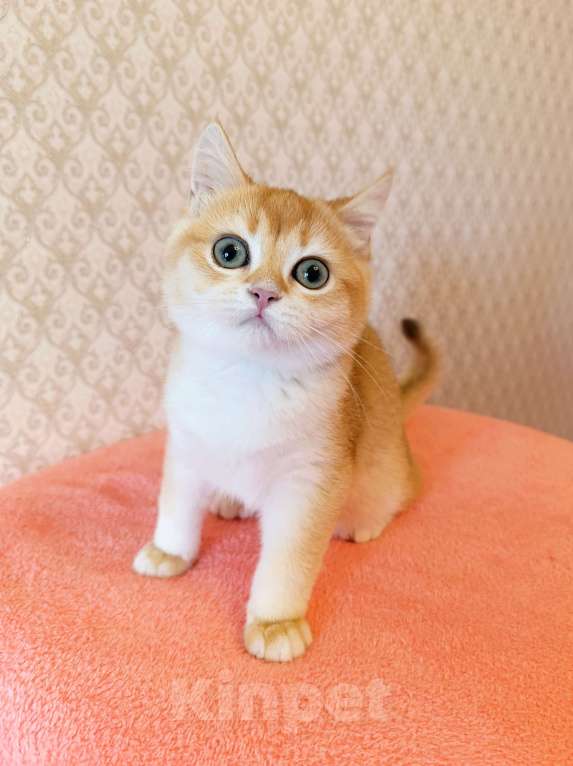 Кошки в Санкт-Петербурге: Шикарный британский котик Мальчик, 30 000 руб. - фото 2