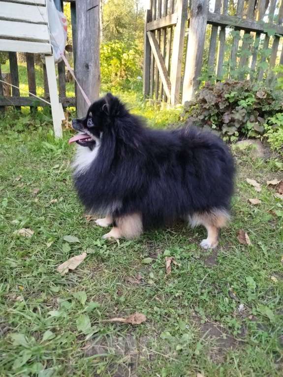Собаки в Москве: Померанский шпиц мальчик Мальчик, 25 000 руб. - фото 4
