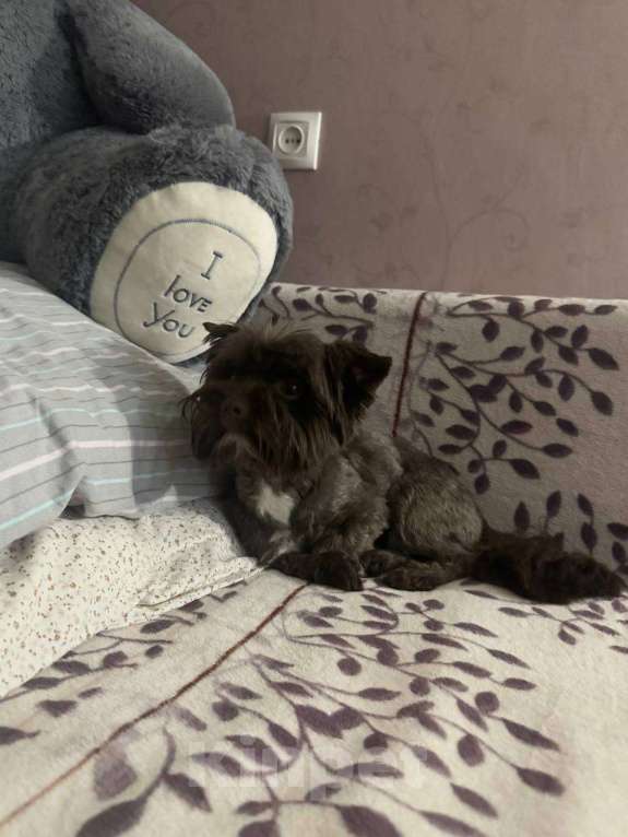 Собаки в Воронеже: ПРОПАЛА СОБАКА!!! Мальчик, Бесплатно - фото 2