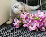 Кошки в Санкт-Петербурге: Шотландские вислоухие котята Разнополые, 18 000 руб. - фото 3