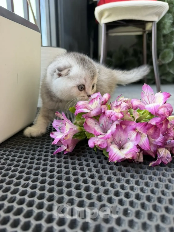 Кошки в Санкт-Петербурге: Шотландские вислоухие котята Разнополые, 18 000 руб. - фото 3