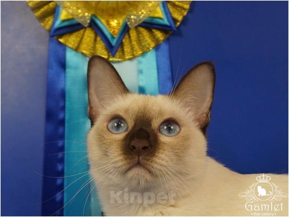 Кошки в Москве: Lika Gamlet Девочка, 60 000 руб. - фото 1