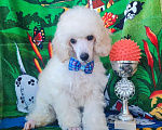 Собаки в Москве: Миниатюрный пудель белый мальчик Мальчик, 60 000 руб. - фото 4