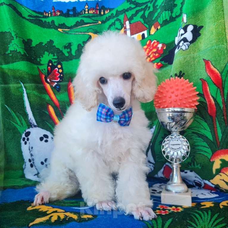 Собаки в Москве: Миниатюрный пудель белый мальчик Мальчик, 60 000 руб. - фото 4