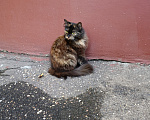 Кошки в Ступино: Кошка в добрые руки Девочка, Бесплатно - фото 2