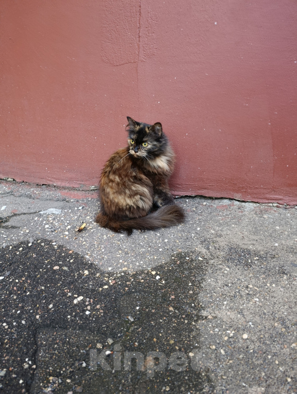 Кошки в Ступино: Кошка в добрые руки Девочка, Бесплатно - фото 2
