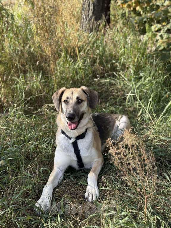 Собаки в Москве: Тима Мальчик, Бесплатно - фото 9