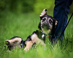 Собаки в Москве: Коротколапочка Клякса, 5 мес щенок, ищет семью! Девочка, 1 руб. - фото 7