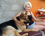 Собаки в Астрахани: Кобель Немецкой овчарки Мальчик, 100 руб. - фото 5