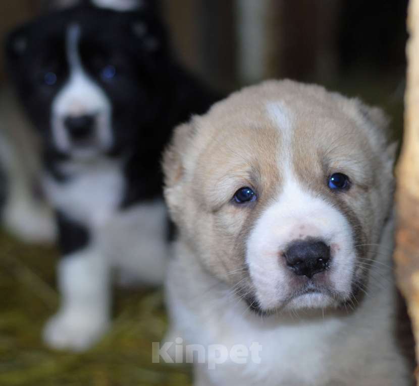 Собаки в Саратове: Щенок САО Мальчик, Бесплатно - фото 2