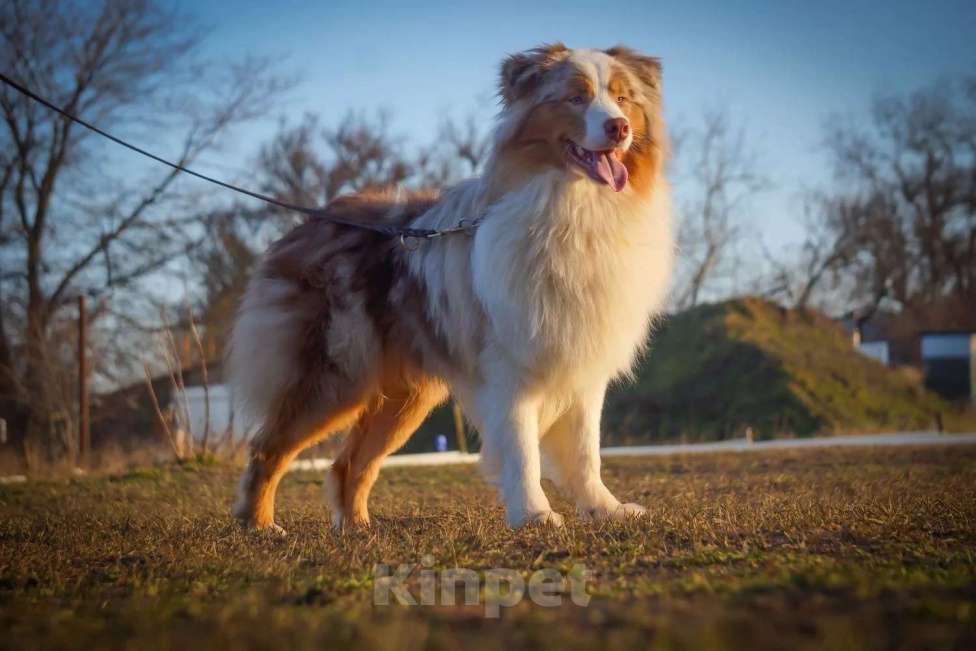 Собаки в Ейске: Отдам в заботливые руки Мальчик, Бесплатно - фото 6