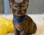 Кошки в Москве: Бурманские котята соболь! Бронирование! Мальчик, 80 000 руб. - фото 4