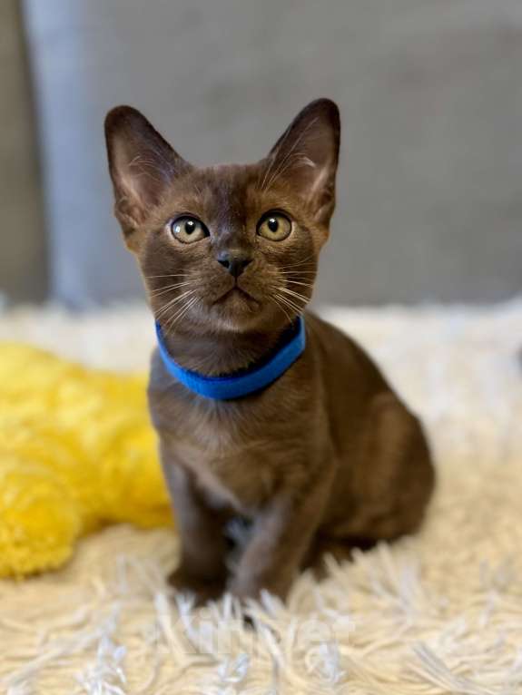 Кошки в Москве: Бурманские котята соболь! Бронирование! Мальчик, 80 000 руб. - фото 4