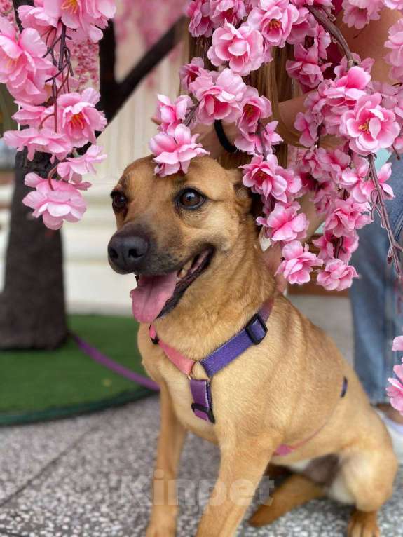 Собаки в других городах Краснодарского края: Метис левретки стерилизована чипирована в дар с доставкой Девочка, Бесплатно - фото 10