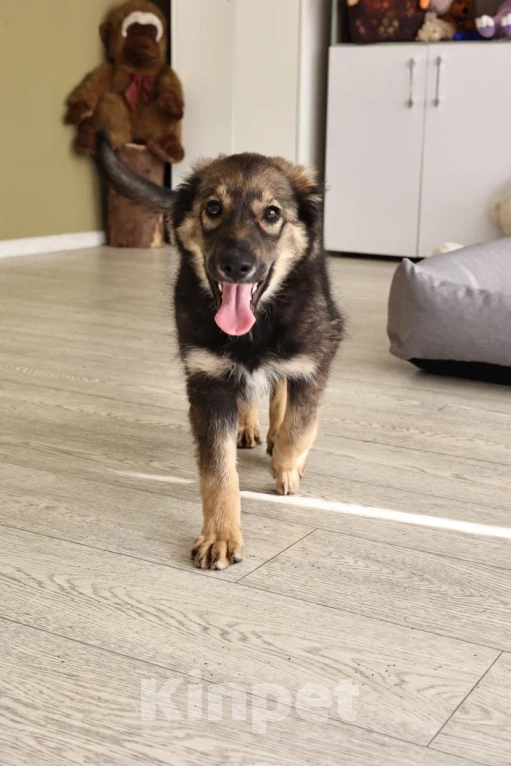 Собаки в Москве: Лапочка-девочка Аришка Девочка, Бесплатно - фото 6