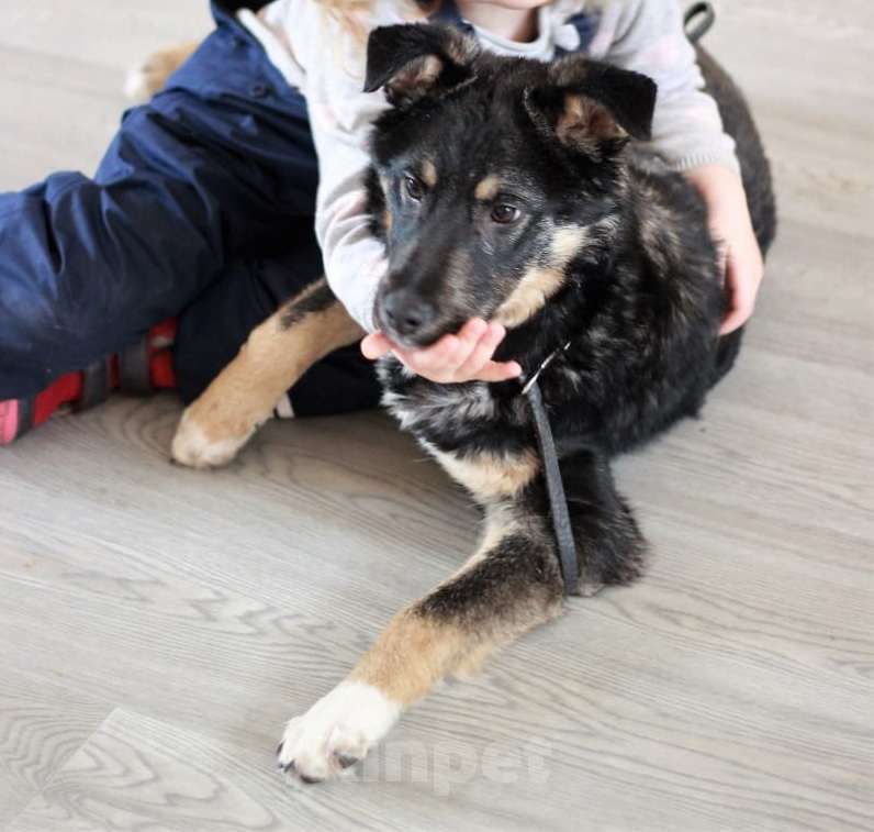 Собаки в Москве: Буч - красивый, добрый и ласковый щенок даром Мальчик, Бесплатно - фото 1