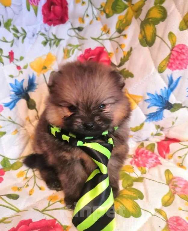 Собаки в Самаре: Мини шпицы, 1 руб. - фото 2