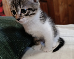 Кошки в Владимире: Котята ищут семью Разнополые, Бесплатно - фото 7