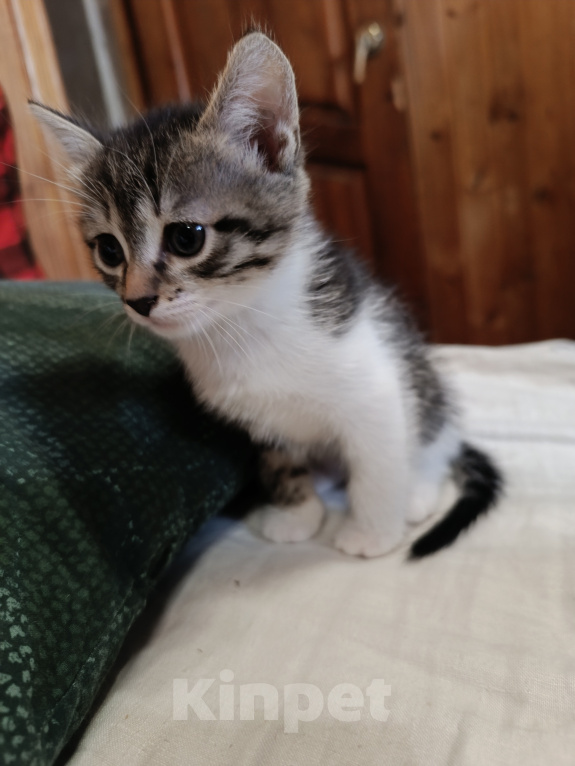 Кошки в Владимире: Котята ищут семью Разнополые, Бесплатно - фото 7