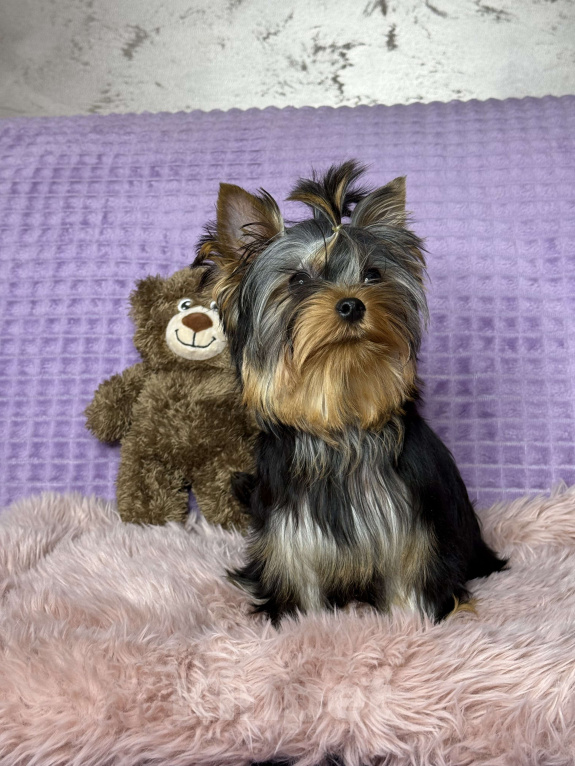 Собаки в Москве: Йоркширский терьер щенок мальчик Мальчик, 55 000 руб. - фото 3