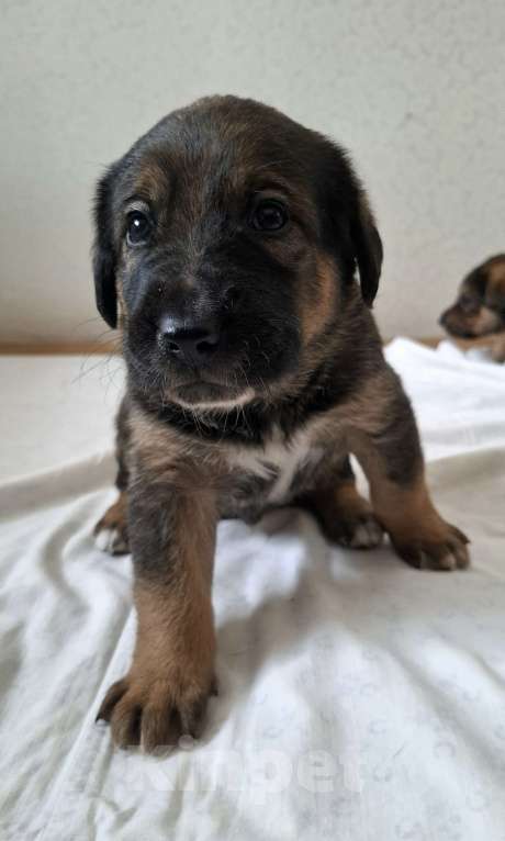 Собаки в Екатеринбурге: щенята в самую ответственную семью Мальчик, 1 000 руб. - фото 1