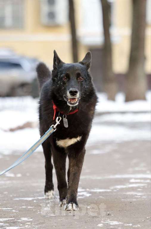 Собаки в других городах Московской области: Черныш или просто Дедуся Мальчик, Бесплатно - фото 3