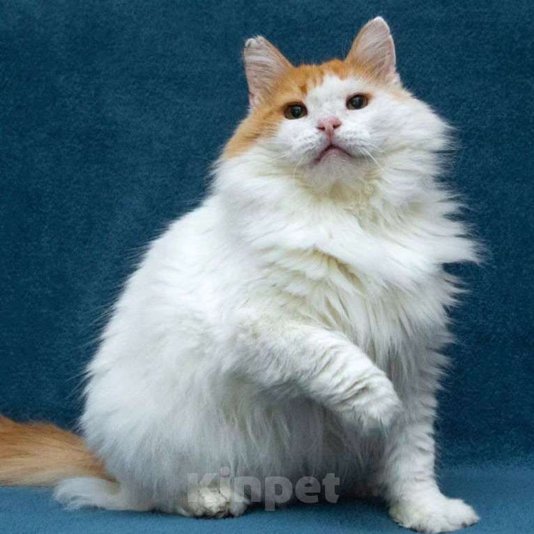 Кошки в Москве: Год безрезультатных поисков дома Мальчик, Бесплатно - фото 3