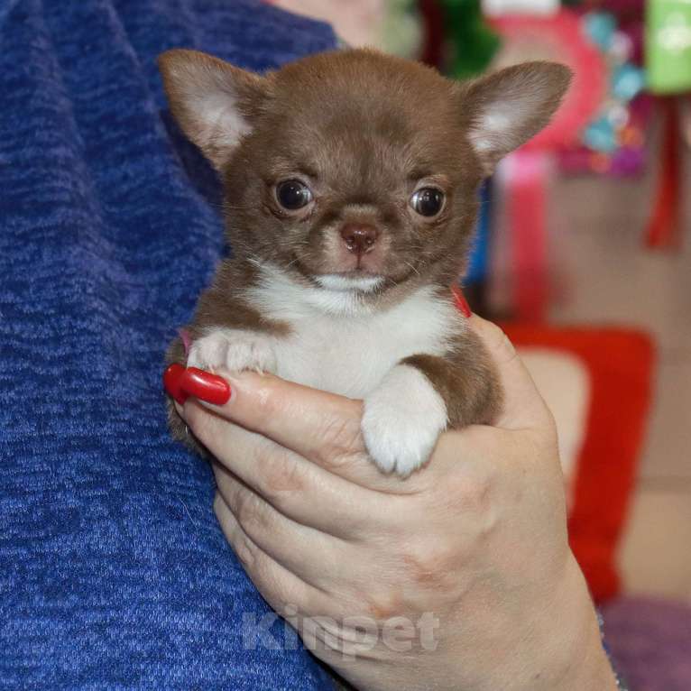 Собаки в Москве: Крошка чихуахуа Девочка, 100 000 руб. - фото 9