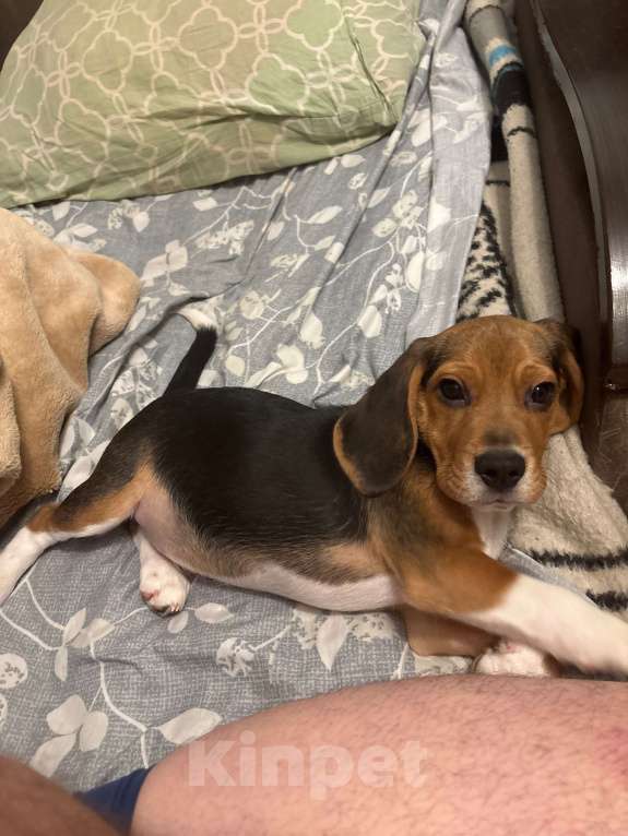 Собаки в Москве: Продам щенка 5 мес  Мальчик, 30 000 руб. - фото 4