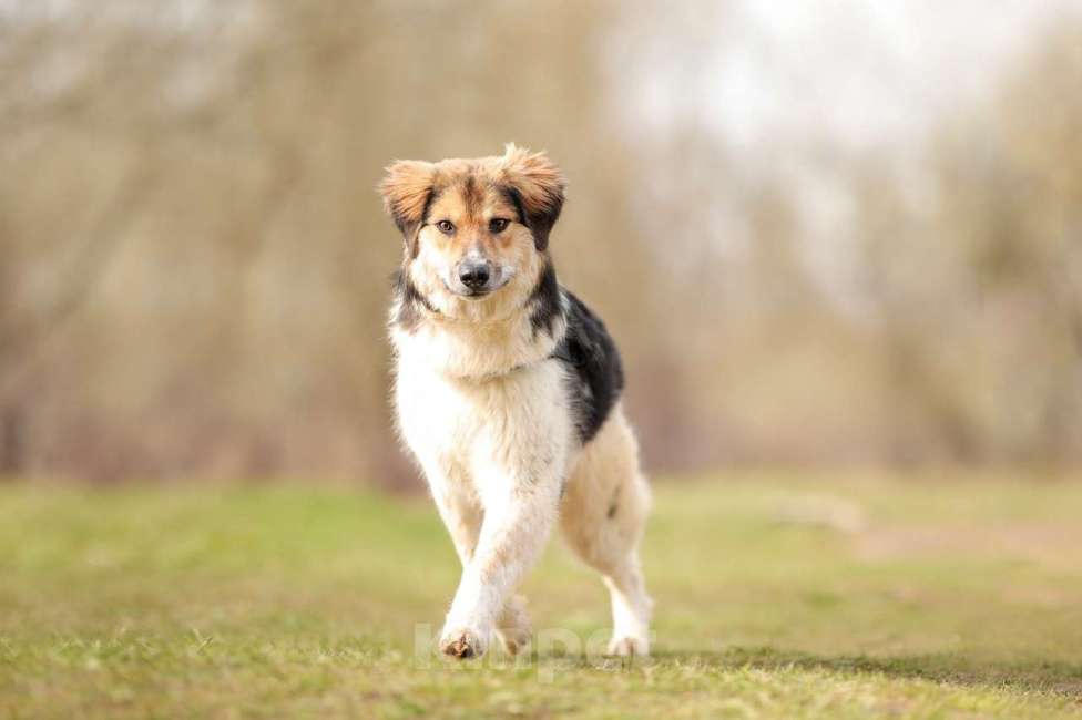 Собаки в Москве: Умные и позитивные пёсики (11 мес.) срочно ищут дом. Мальчик, Бесплатно - фото 2