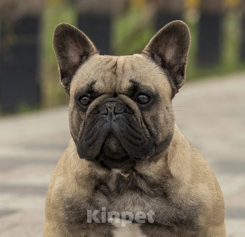 Собаки в Севастополе: Красивый мальчик  Мальчик, 70 000 руб. - фото 5