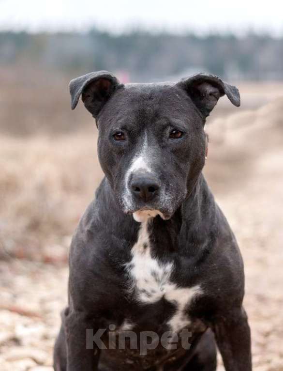 Собаки в Москве: Американский стаффордширский терьер Парс в приюте в дар Мальчик, 1 руб. - фото 2