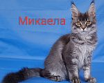 Кошки в Чайковском: Микаела Девочка, 40 000 руб. - фото 1