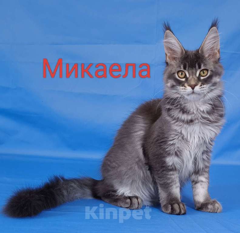 Кошки в Чайковском: Микаела Девочка, 40 000 руб. - фото 1