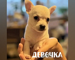Собаки в Самаре: Продаю щенков породы чихуахуа Мальчик, 18 000 руб. - фото 2