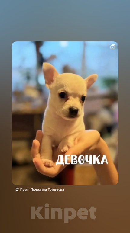 Собаки в Самаре: Продаю щенков породы чихуахуа Мальчик, 18 000 руб. - фото 2