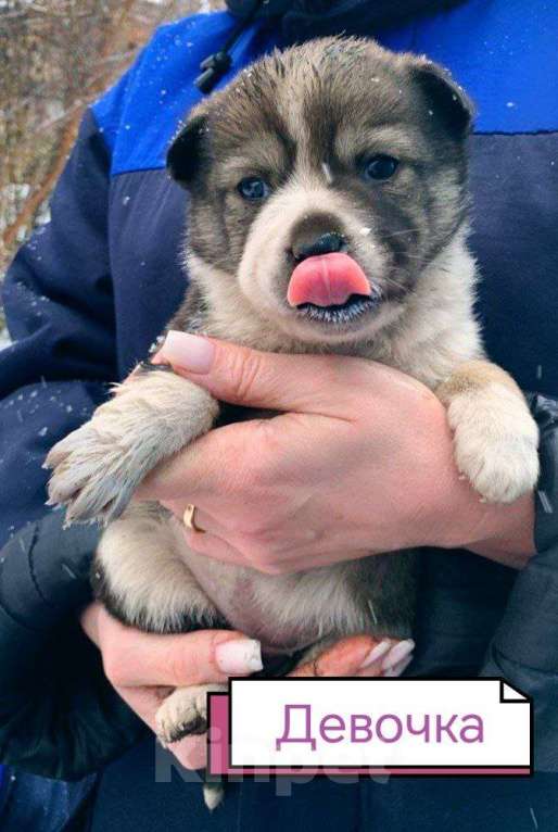 Собаки в Лебедяни: в добрые руки Девочка, Бесплатно - фото 1