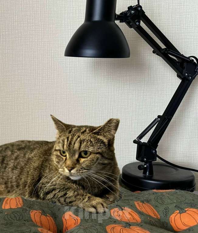 Кошки в Санкт-Петербурге: Кошка Бусинка ищет дом Девочка, Бесплатно - фото 2
