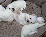 Собаки в Омске: бишончики Мальчик, 20 000 руб. - фото 1