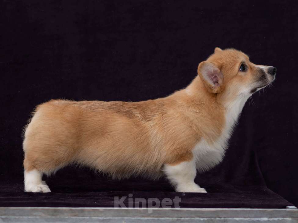 Собаки в Новосибирске: Щенок вельш корги пемброк Мальчик, Бесплатно - фото 5