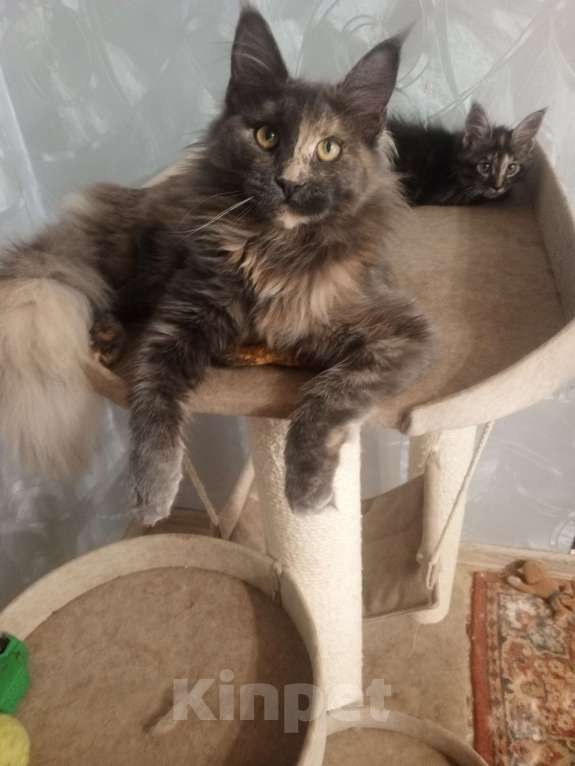 Кошки в Москве: ПОЛНЫЙ РЕЛАКС Девочка, 50 000 руб. - фото 2