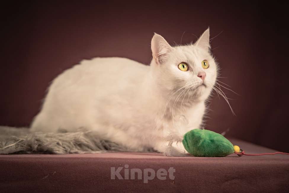 Кошки в Клине: Кассиопея — изящная кошечка, точно фарфоровая статуэтка Девочка, Бесплатно - фото 5