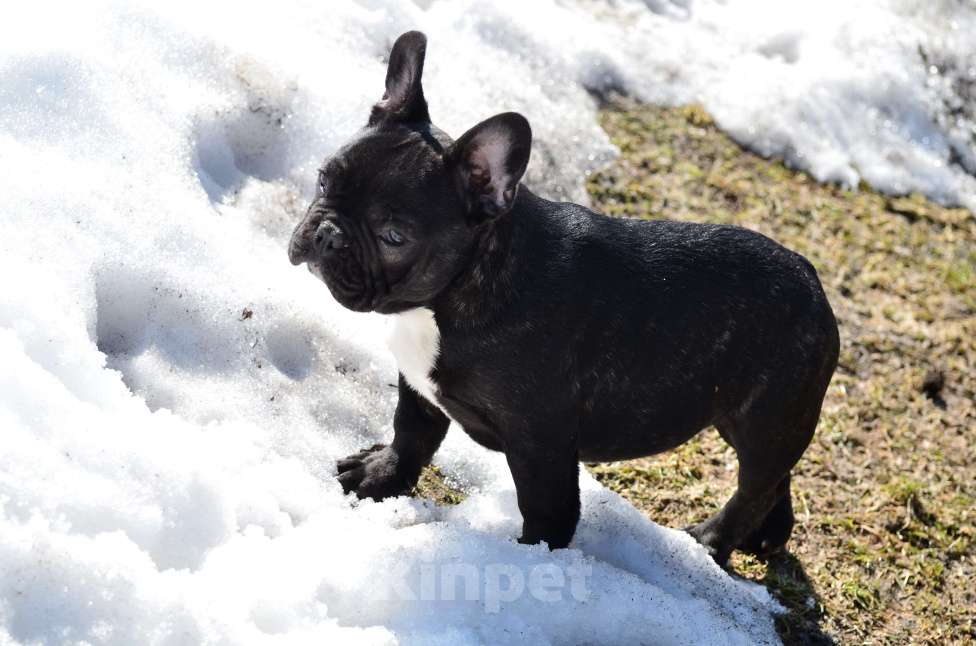 Собаки в Старом Купавне: Французский друг Мальчик, 50 000 руб. - фото 4