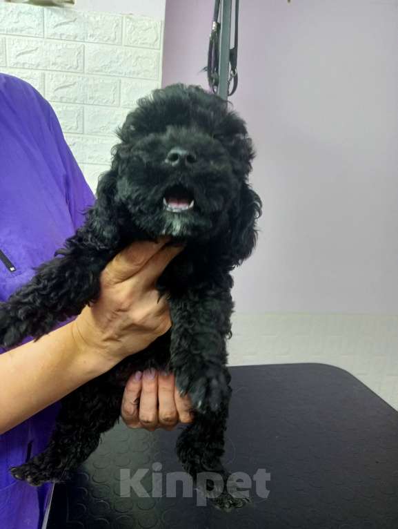 Собаки в Ставрополе: Малышка чернышка Девочка, 40 000 руб. - фото 3