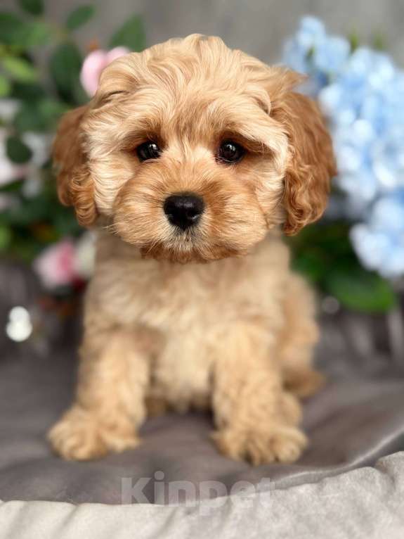 Собаки в Москве: Кавапу щенок Девочка, Бесплатно - фото 3