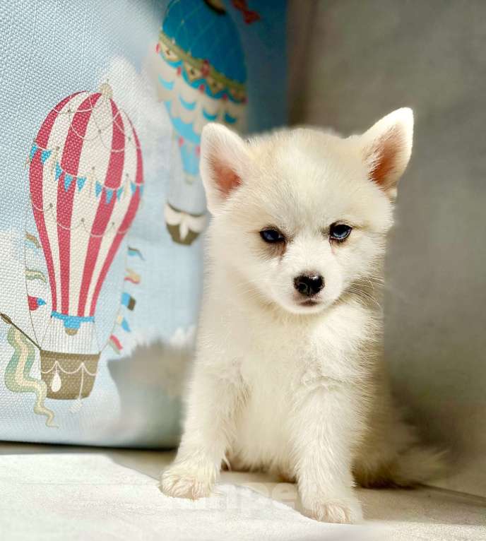 Собаки в Балашихе: Помски мальчик Брюс, великолепный малыш.  Мальчик, 60 000 руб. - фото 6