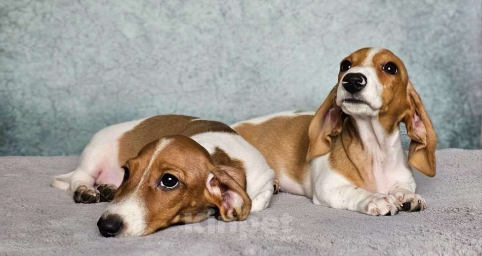 Собаки в других городах Московской области: МАЛЬЧИКИ кроличей/миниатюрной таксы редкого окраса ПАЙБОЛД Мальчик, 45 000 руб. - фото 3